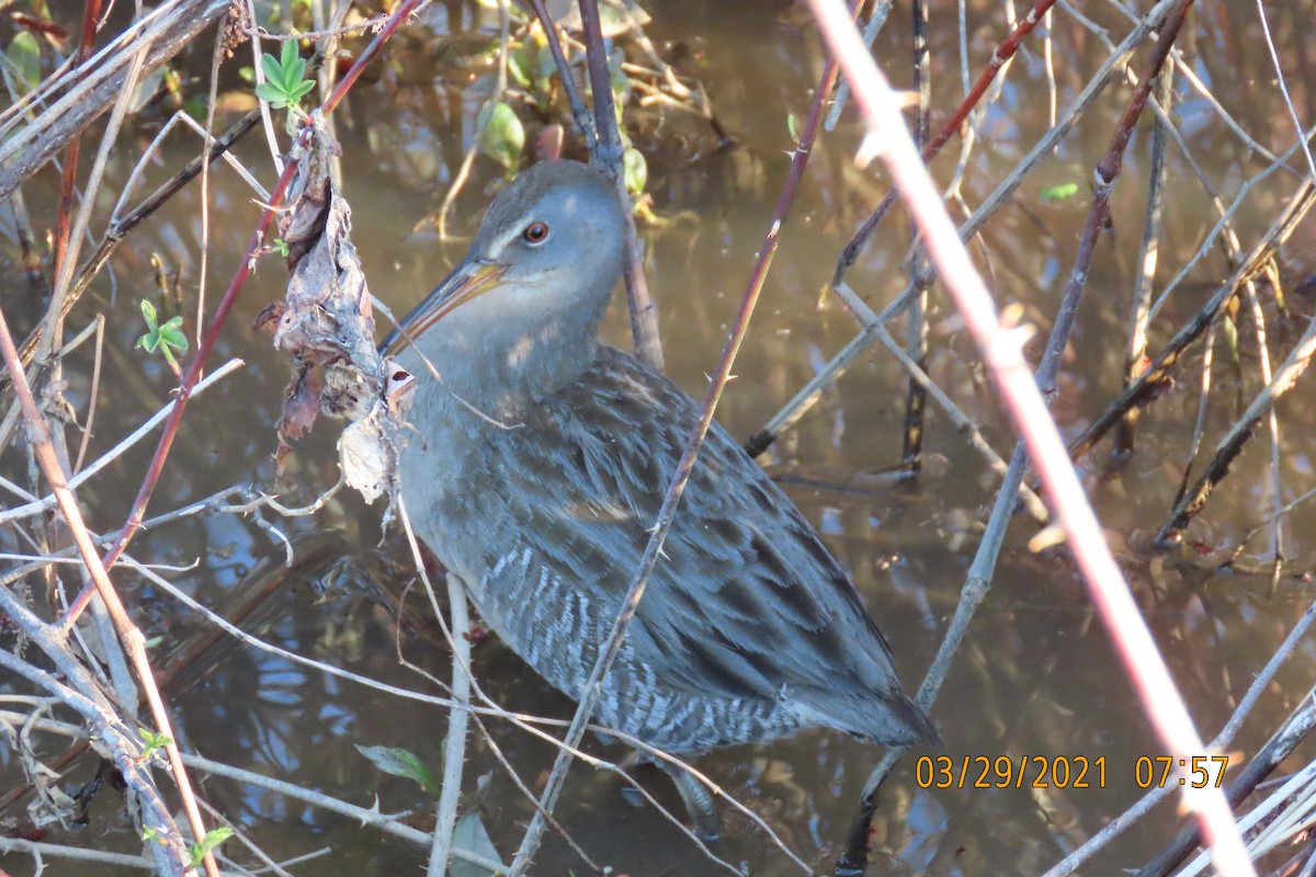 Clapper Rail - ML321032481