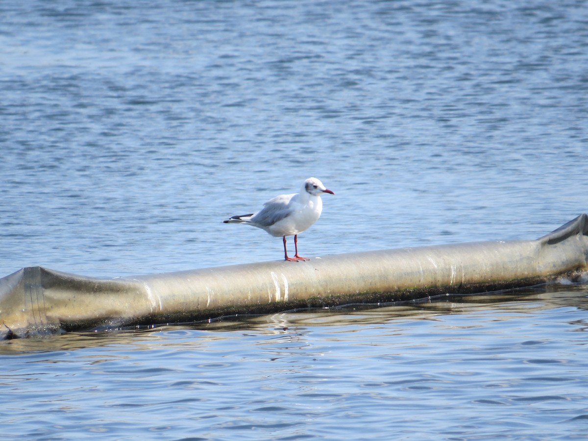 Mouette rieuse - ML32103261