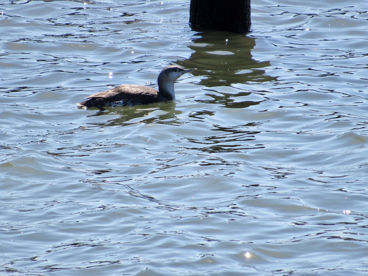 Red-throated Loon - ML321032781