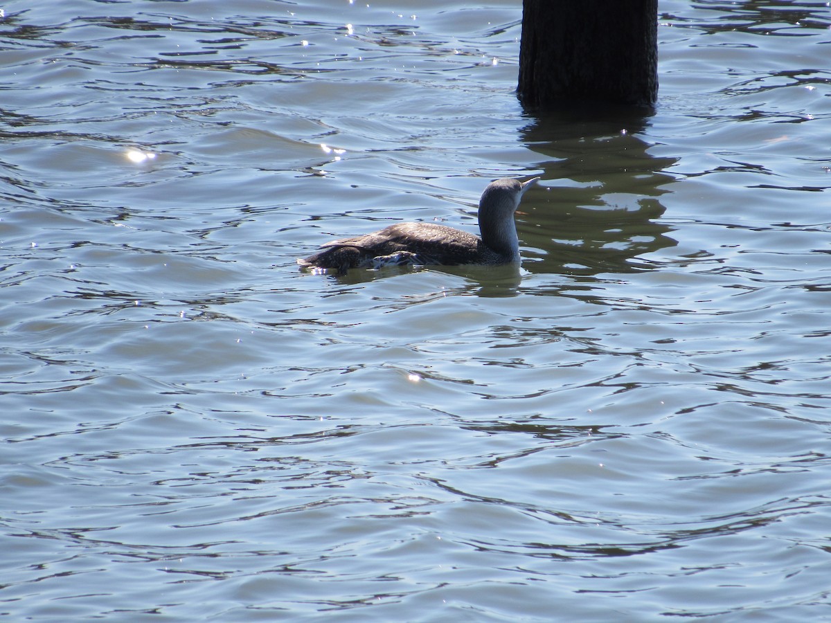 Red-throated Loon - ML321032791
