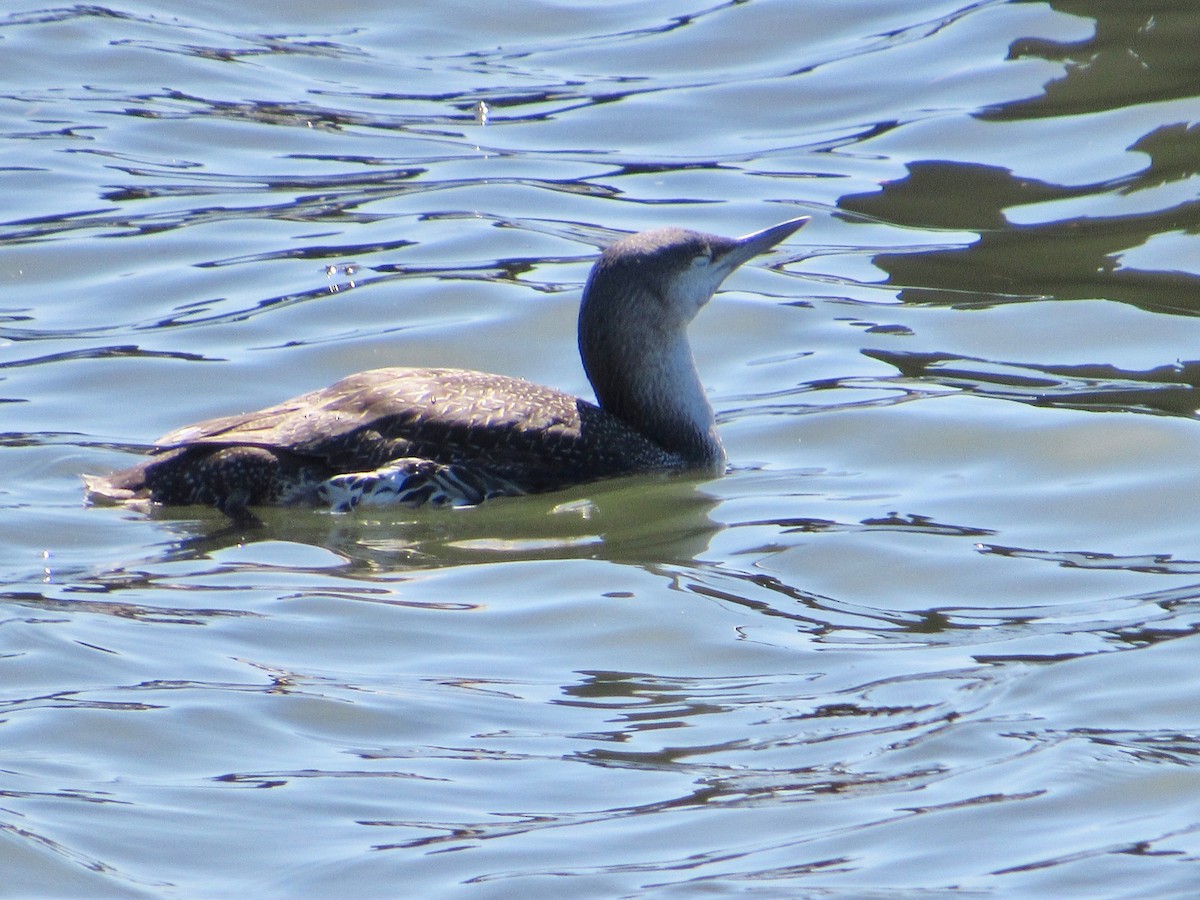 Red-throated Loon - ML321032801