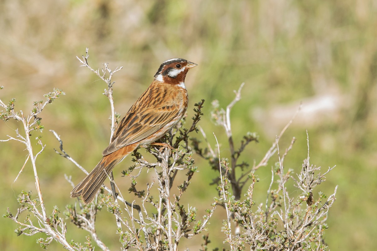 Pine Bunting - David Irving