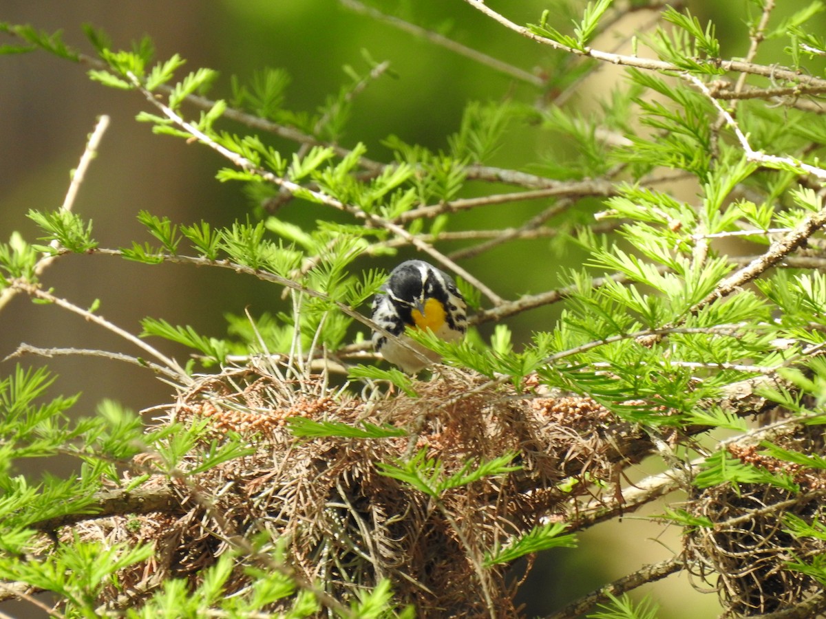 Yellow-throated Warbler - ML321037931