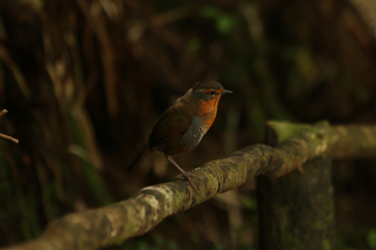 Chucao Tapaculo - Philip Precey