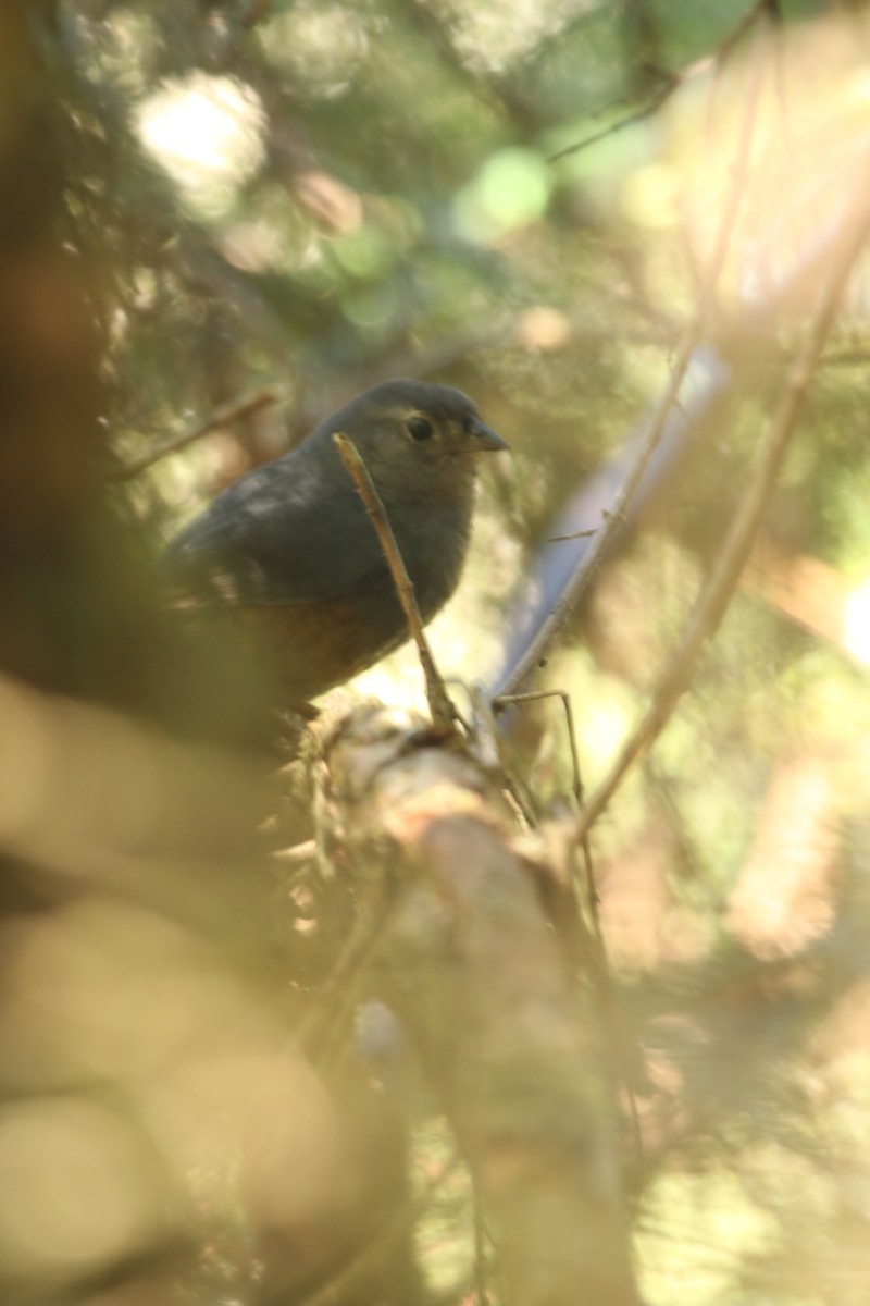 Rostflankentapaculo - ML321039021