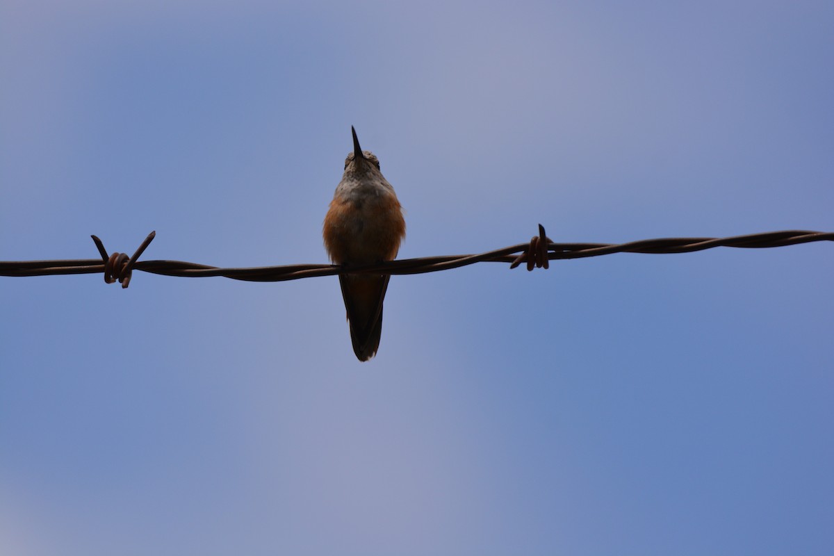 Broad-tailed Hummingbird - Chris Rohrer