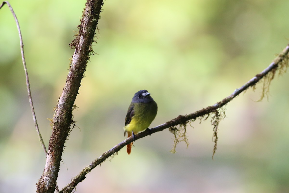 Ornate Flycatcher - ML321040651