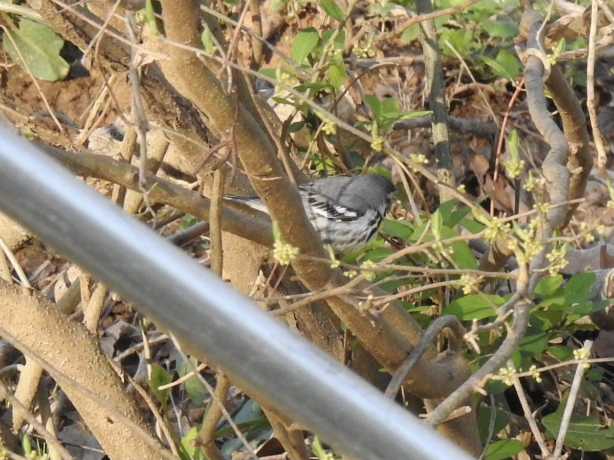 Yellow-throated Warbler - ML321040811