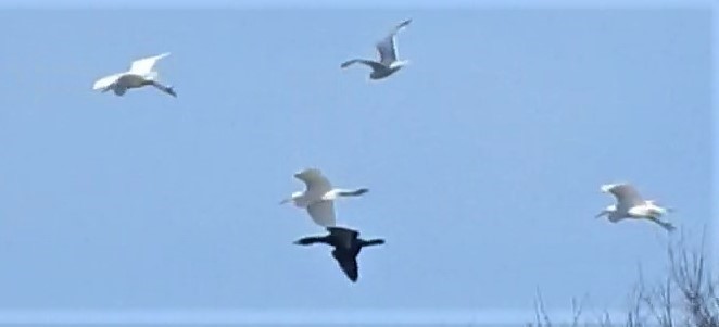 Great Egret - ML321042171