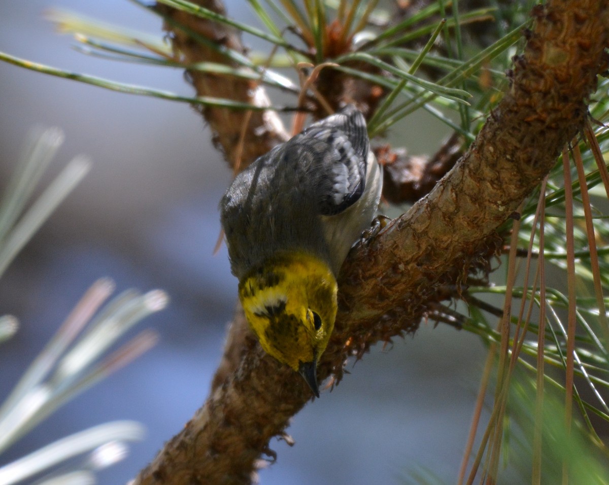 Hermit Warbler - ML32104241