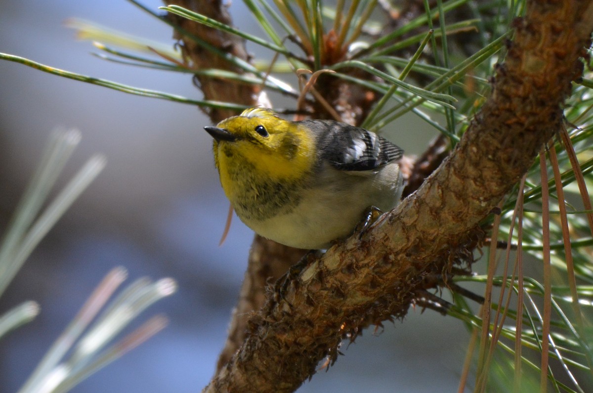 Paruline à tête jaune - ML32104281