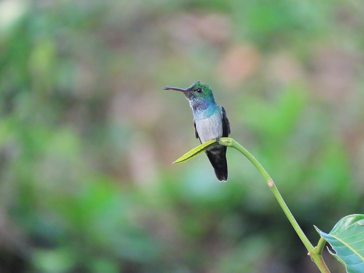Blue-chested Hummingbird - Alfonso Auerbach