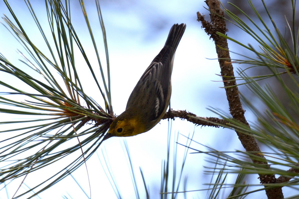 barnålparula - ML32104331