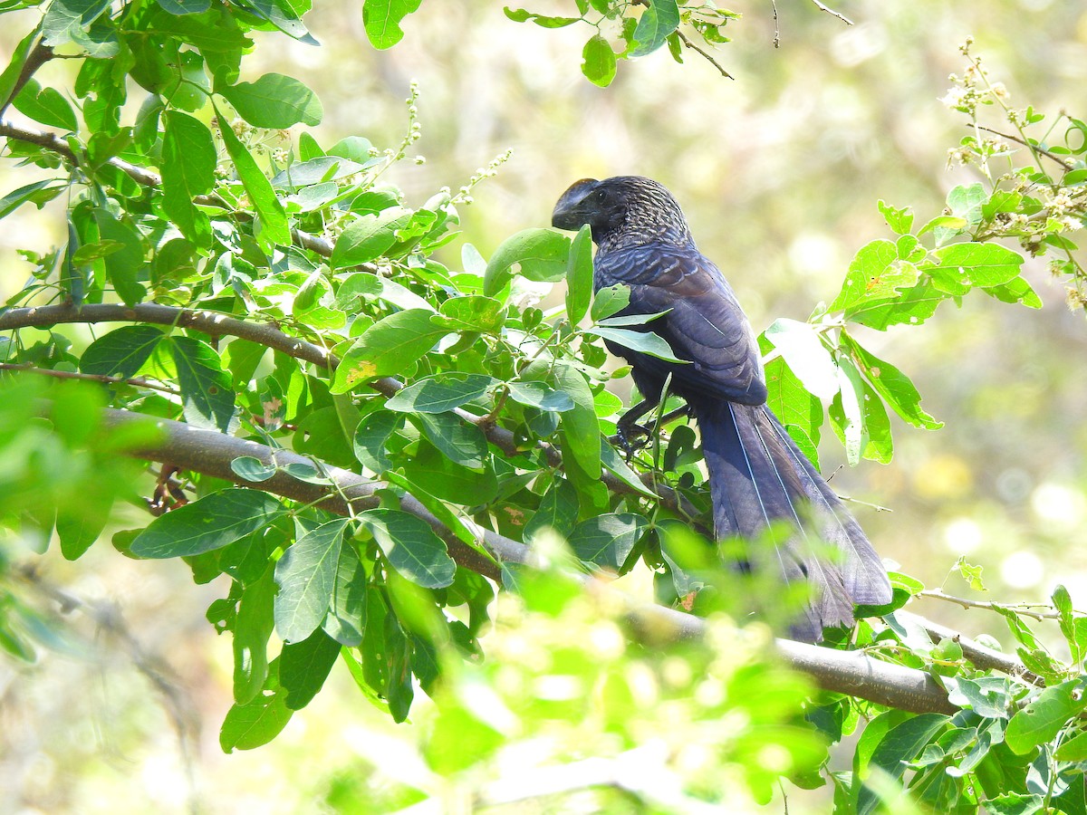 Smooth-billed Ani - David Jara