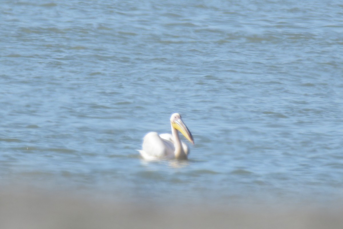 Great White Pelican - ML321044591