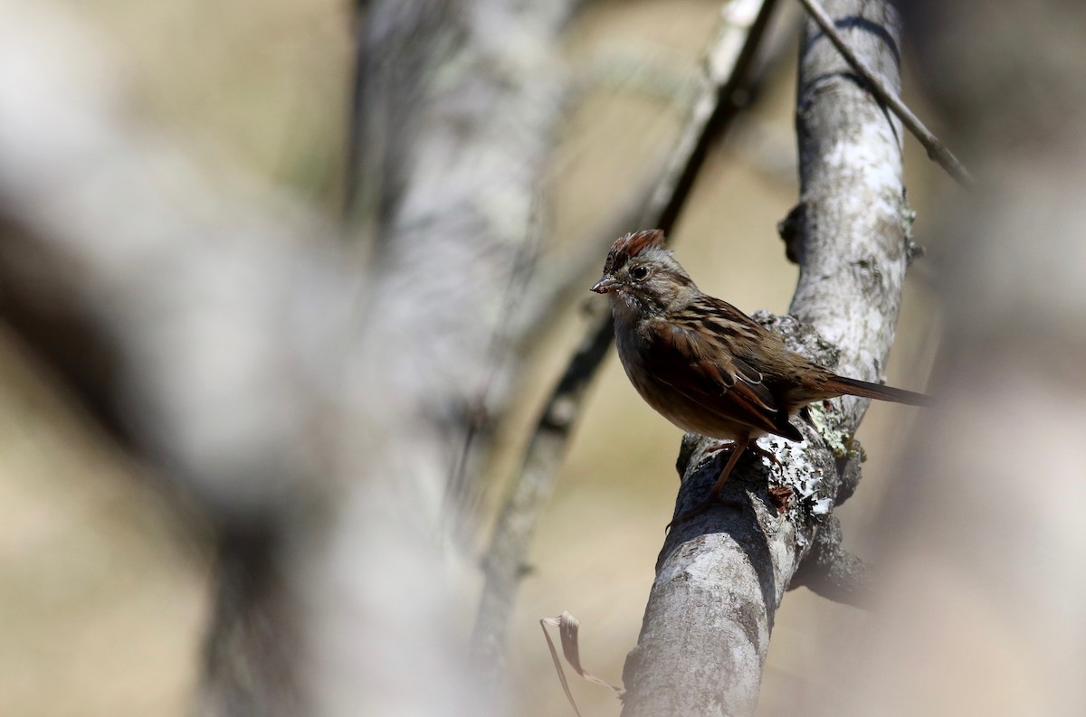 Swamp Sparrow - ML321045251