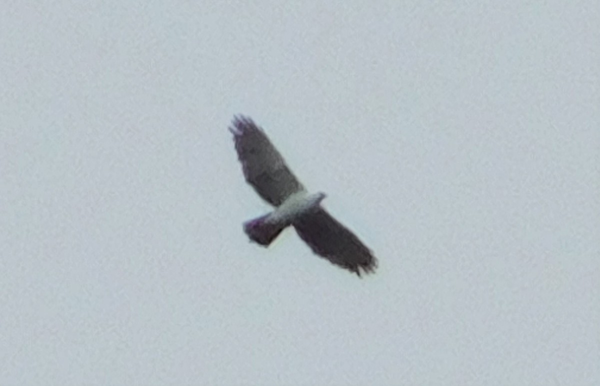 Black-and-white Hawk-Eagle - ML321045391