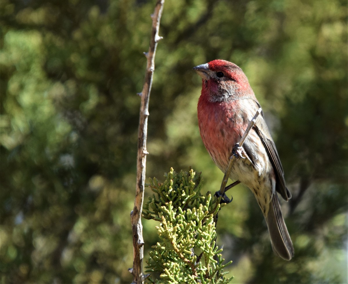 House Finch - Liz buck