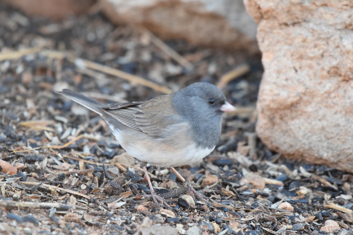 Dark-eyed Junco - Liz buck