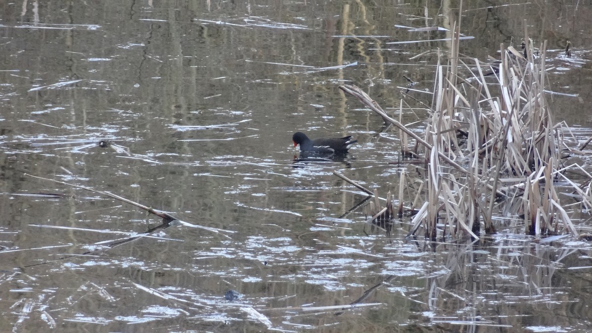 sivhøne - ML321047631