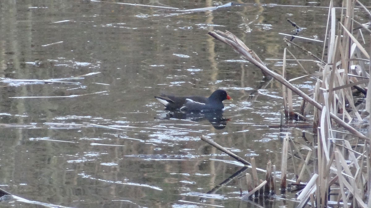 sivhøne - ML321047781