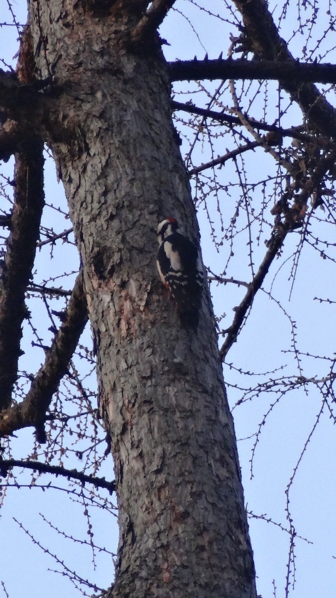 flaggspett - ML321047901