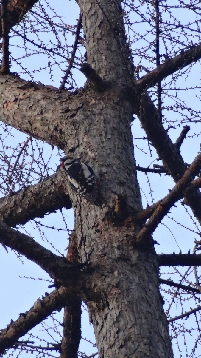 flaggspett - ML321048021