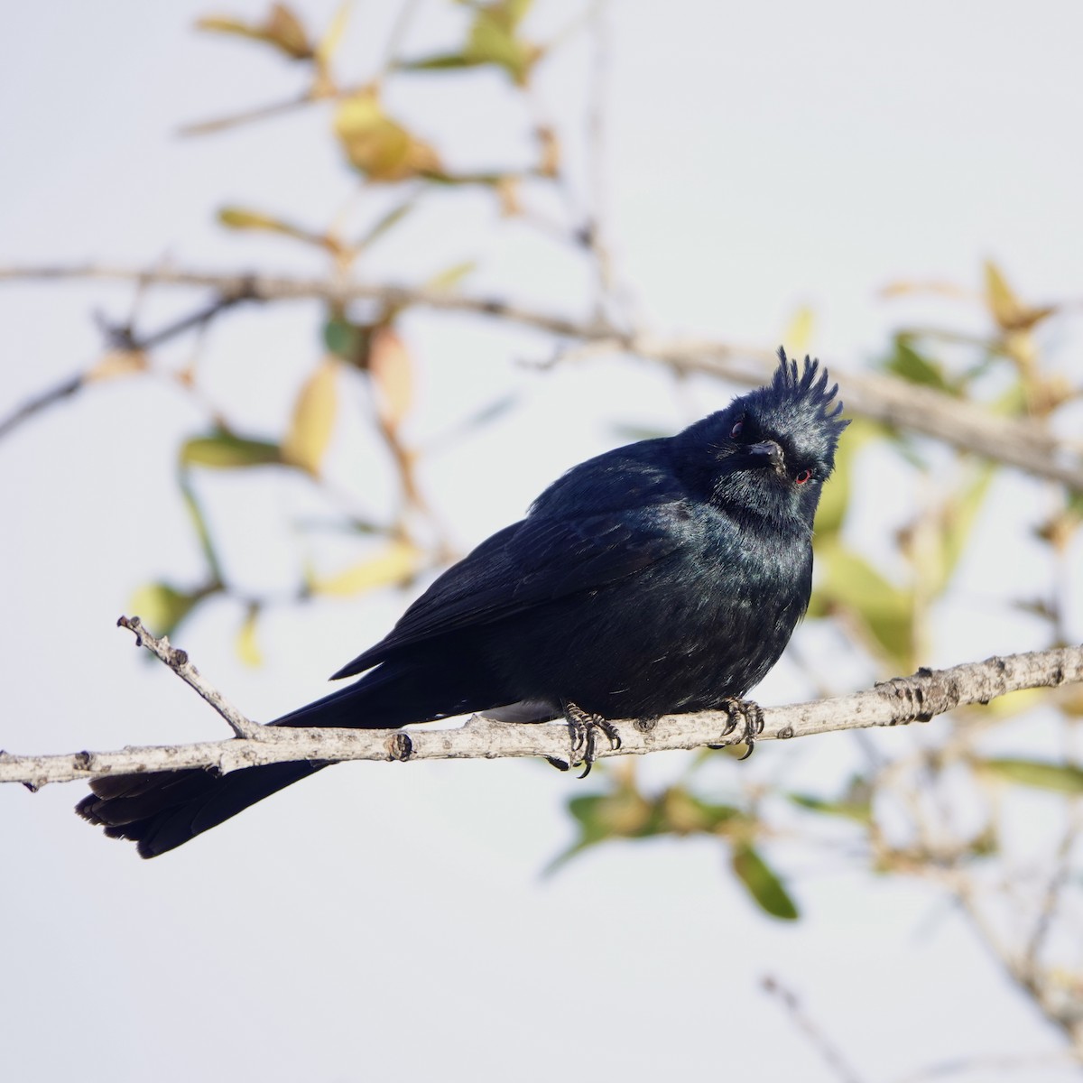 Phainopepla - Jerome Gaw