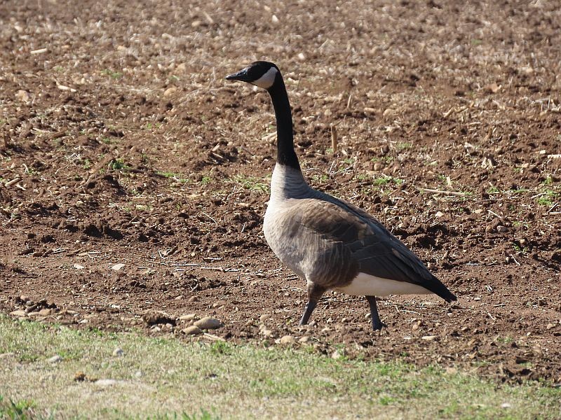 Canada Goose - ML321053541