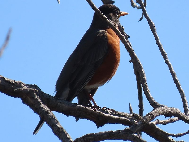 American Robin - ML321053681