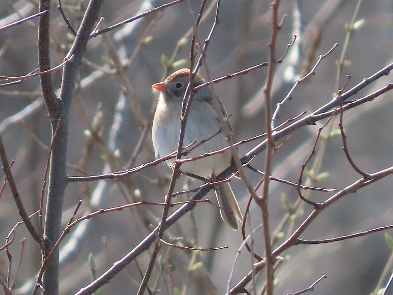 Field Sparrow - ML321053911