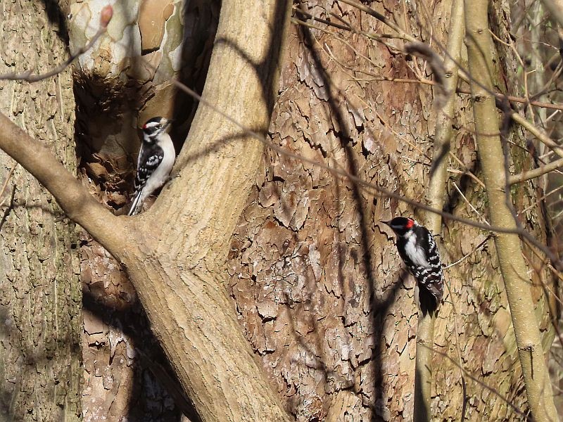 Downy Woodpecker - ML321054321