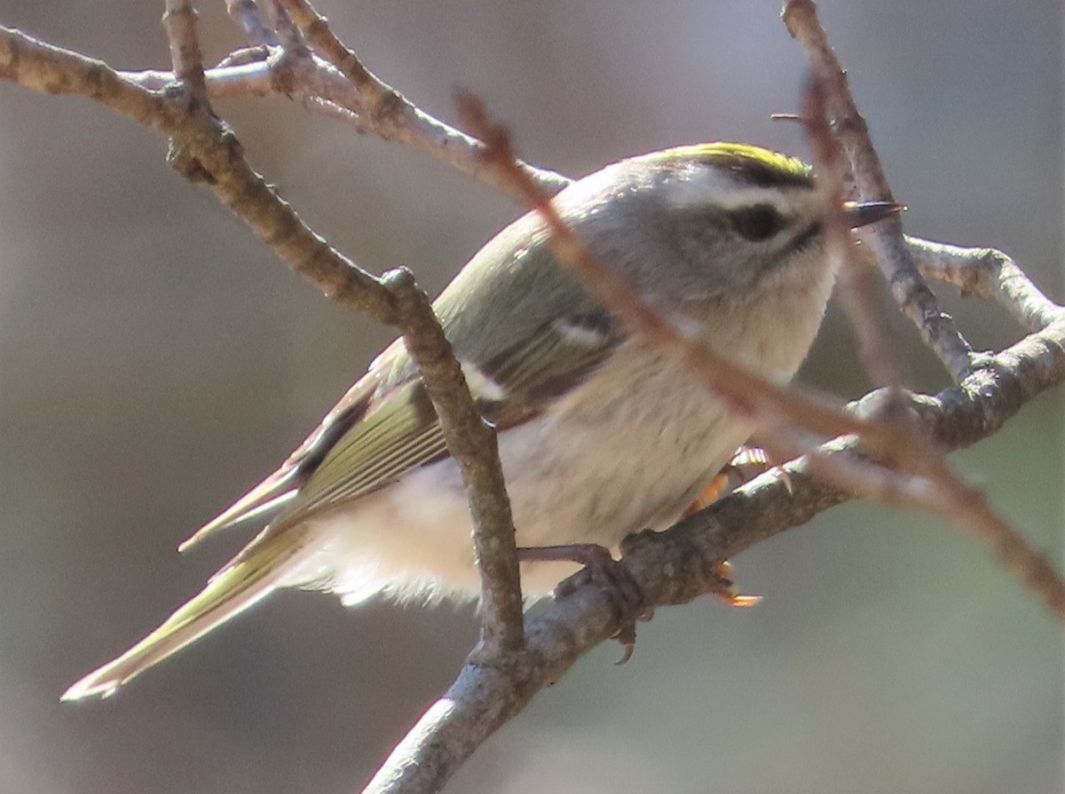 Golden-crowned Kinglet - ML321055561