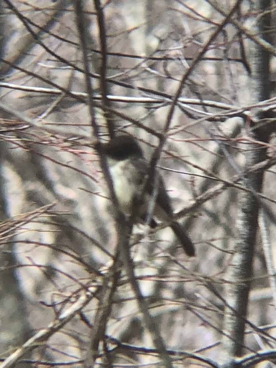 Eastern Phoebe - Tim E.