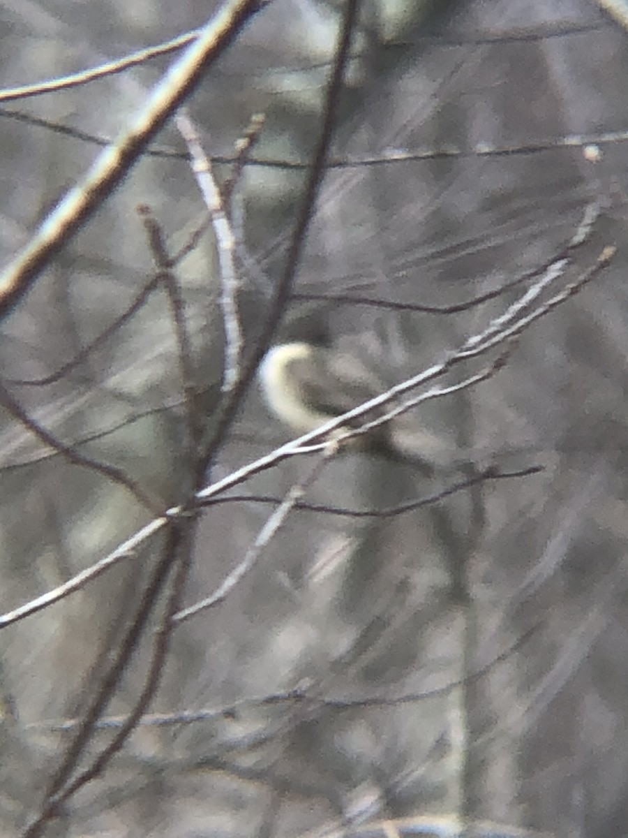 Eastern Phoebe - ML321056821