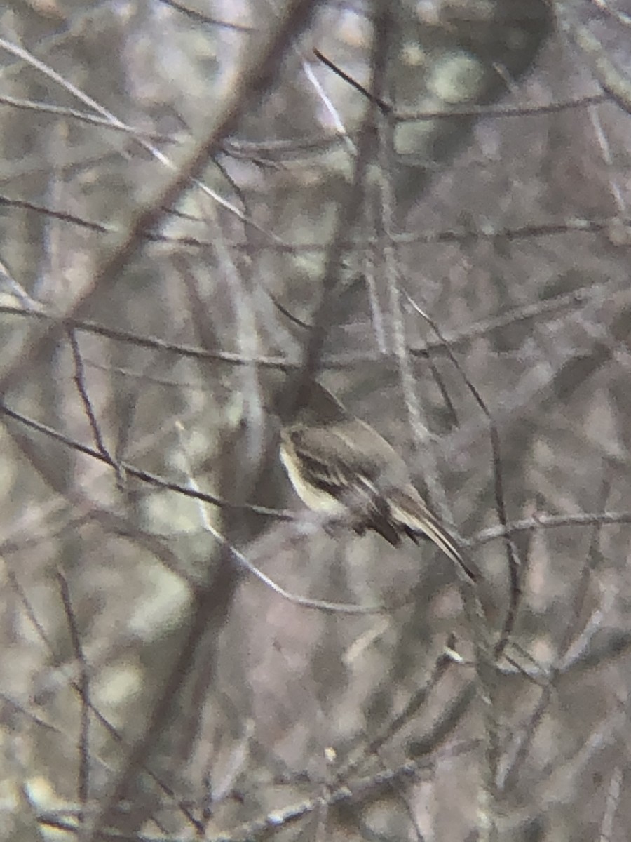 Eastern Phoebe - ML321056841