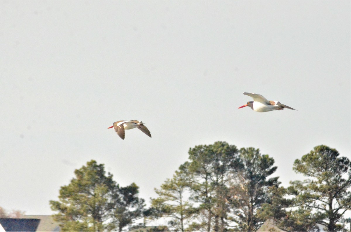 American Oystercatcher - ML321061951