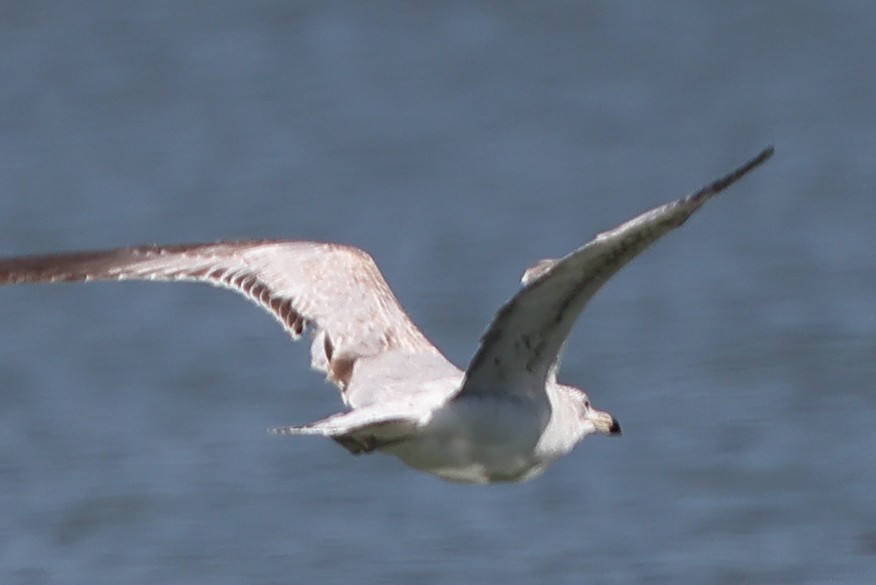 Ring-billed Gull - ML321061981