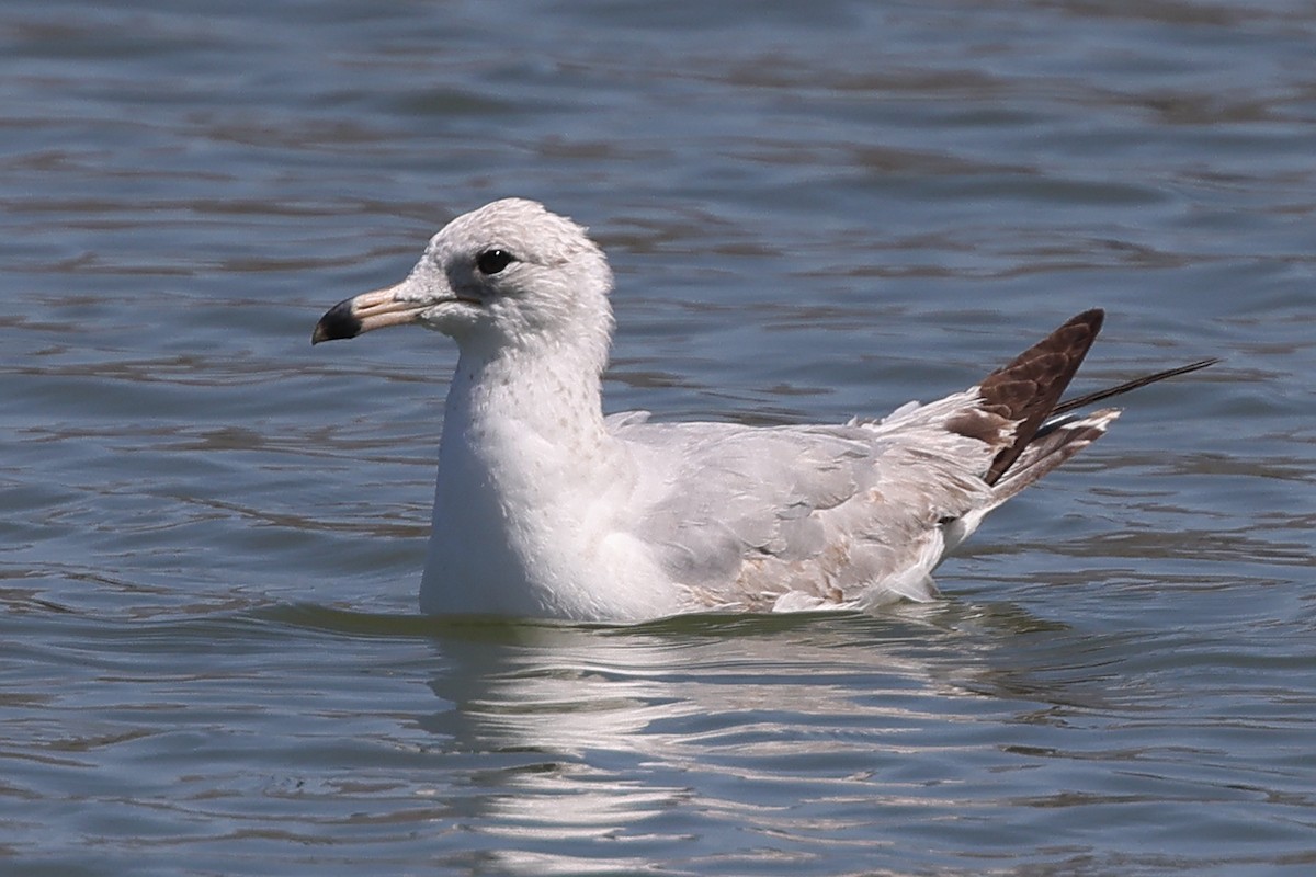 Ring-billed Gull - ML321062011