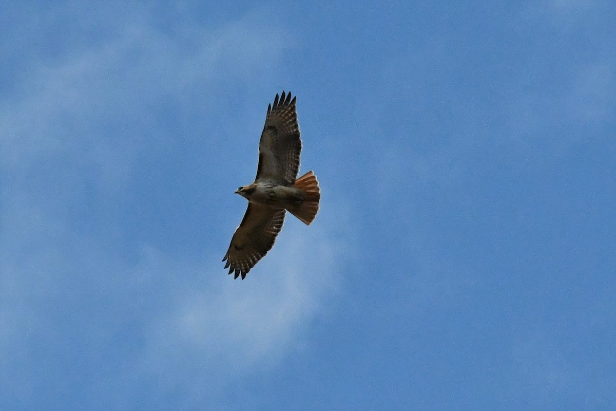Red-tailed Hawk - ML321062271