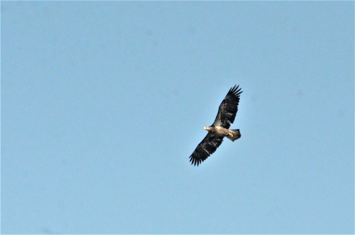 Bald Eagle - ML321062361