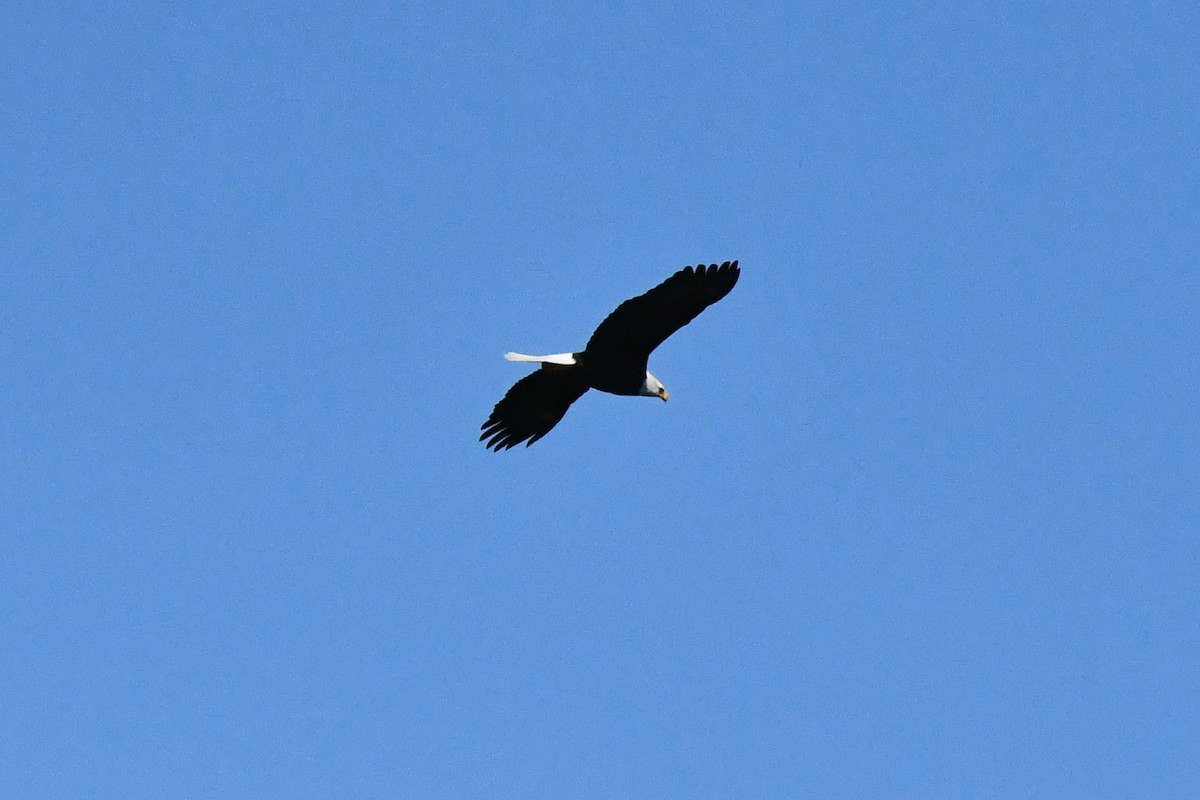 Bald Eagle - ML321063101