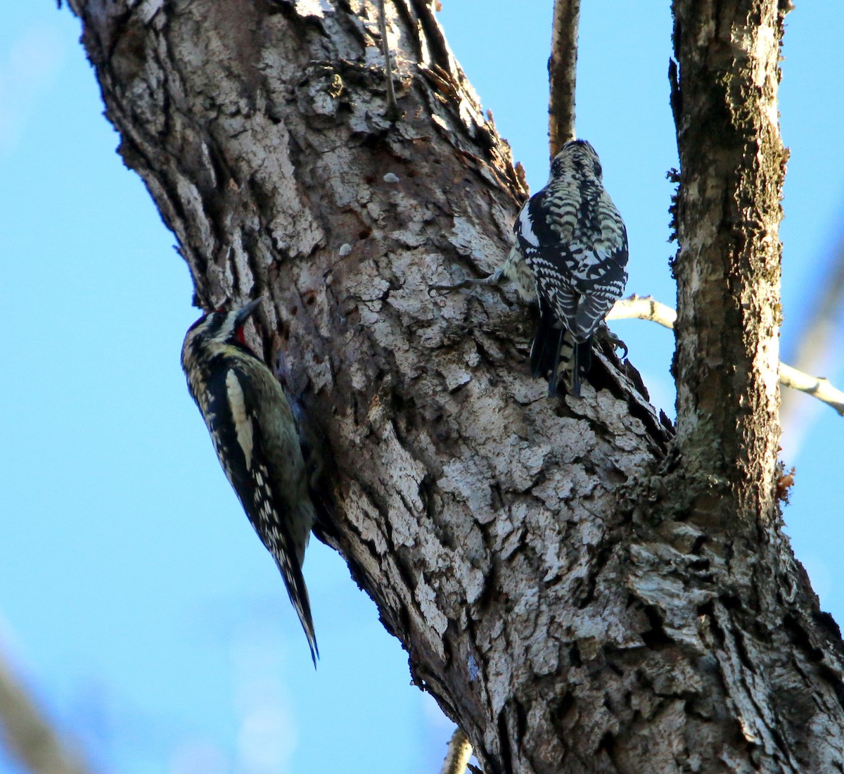 Yellow-bellied Sapsucker - ML321067281