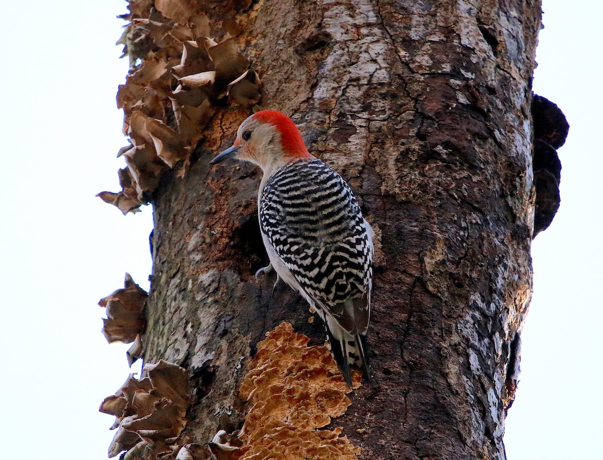 Red-bellied Woodpecker - ML321067331