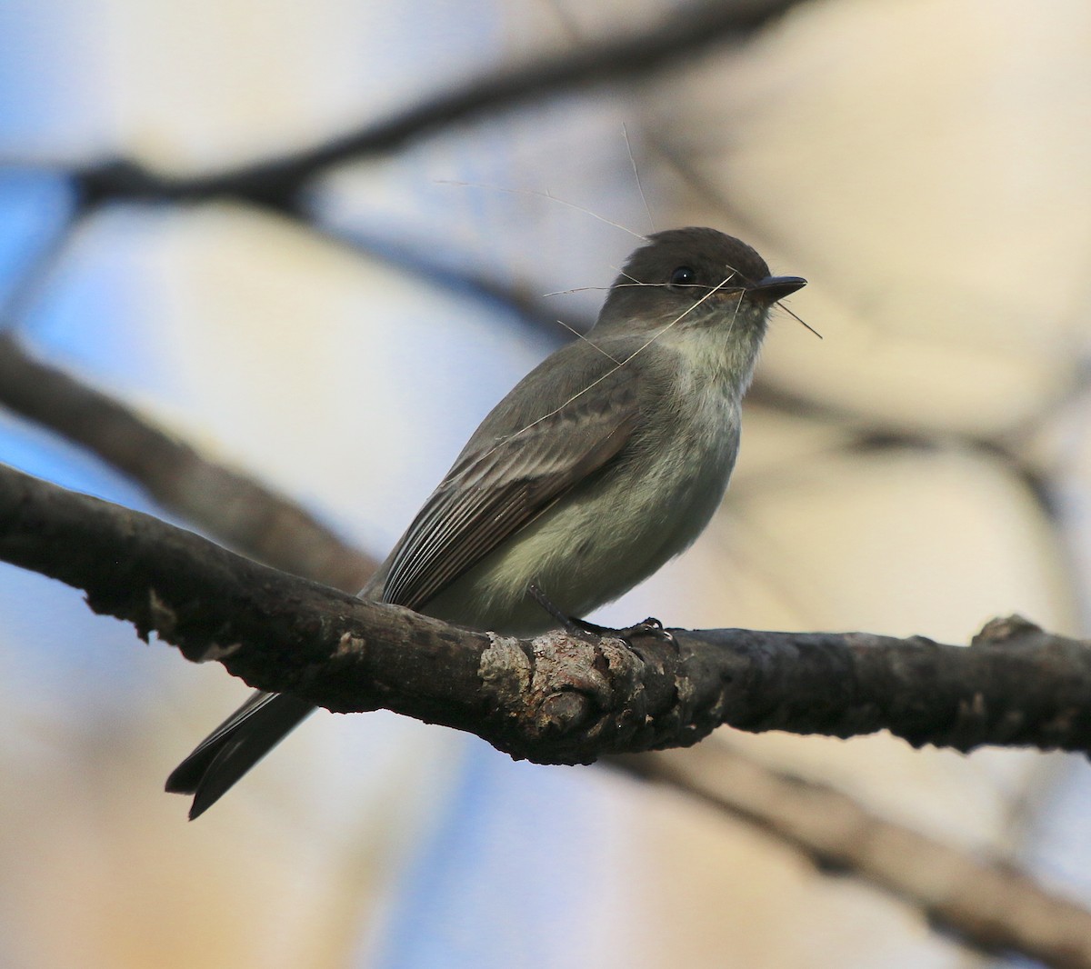 Eastern Phoebe - ML321067451