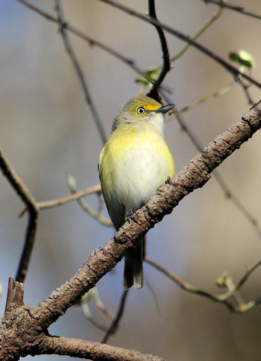 White-eyed Vireo - ML321067521