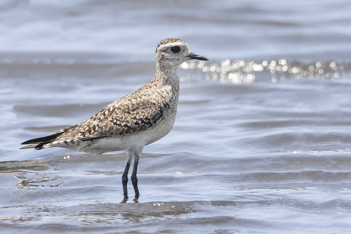 American Golden-Plover - ML321068351