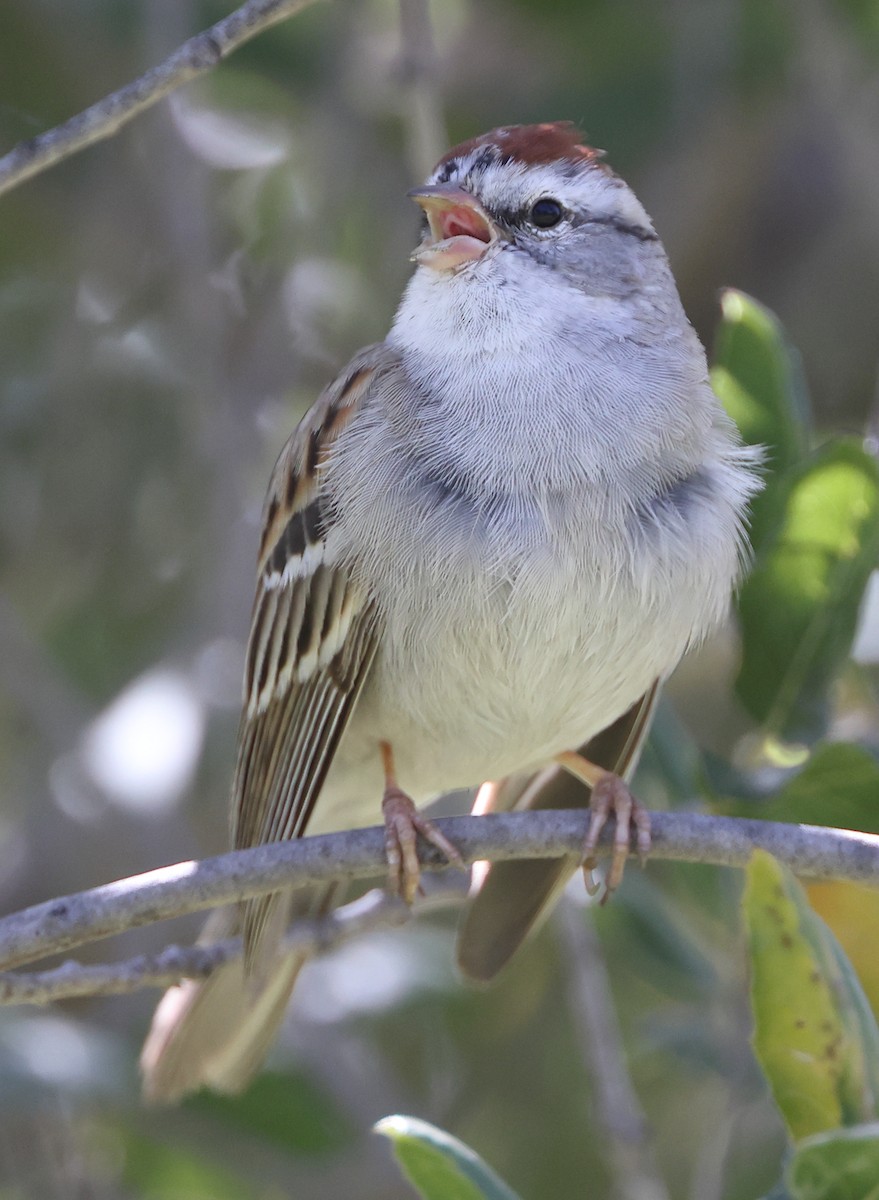 Chipping Sparrow - ML321069571