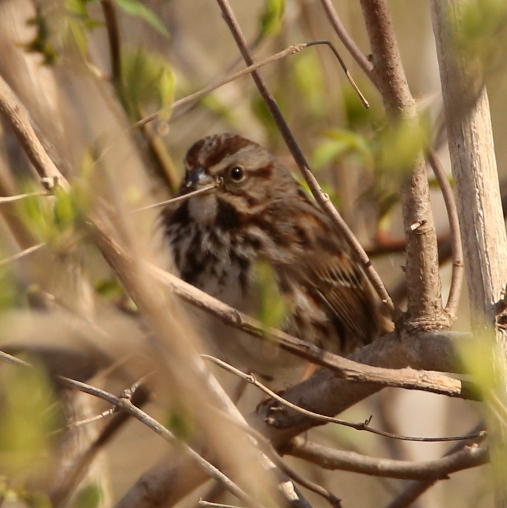 Song Sparrow - ML321069921