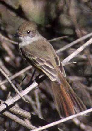 Nutting's Flycatcher - Don Roberson